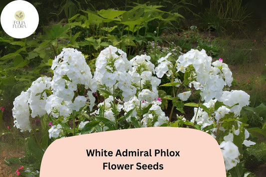White Admiral Phlox Seeds â€“ Elegant Pure White Blossoms