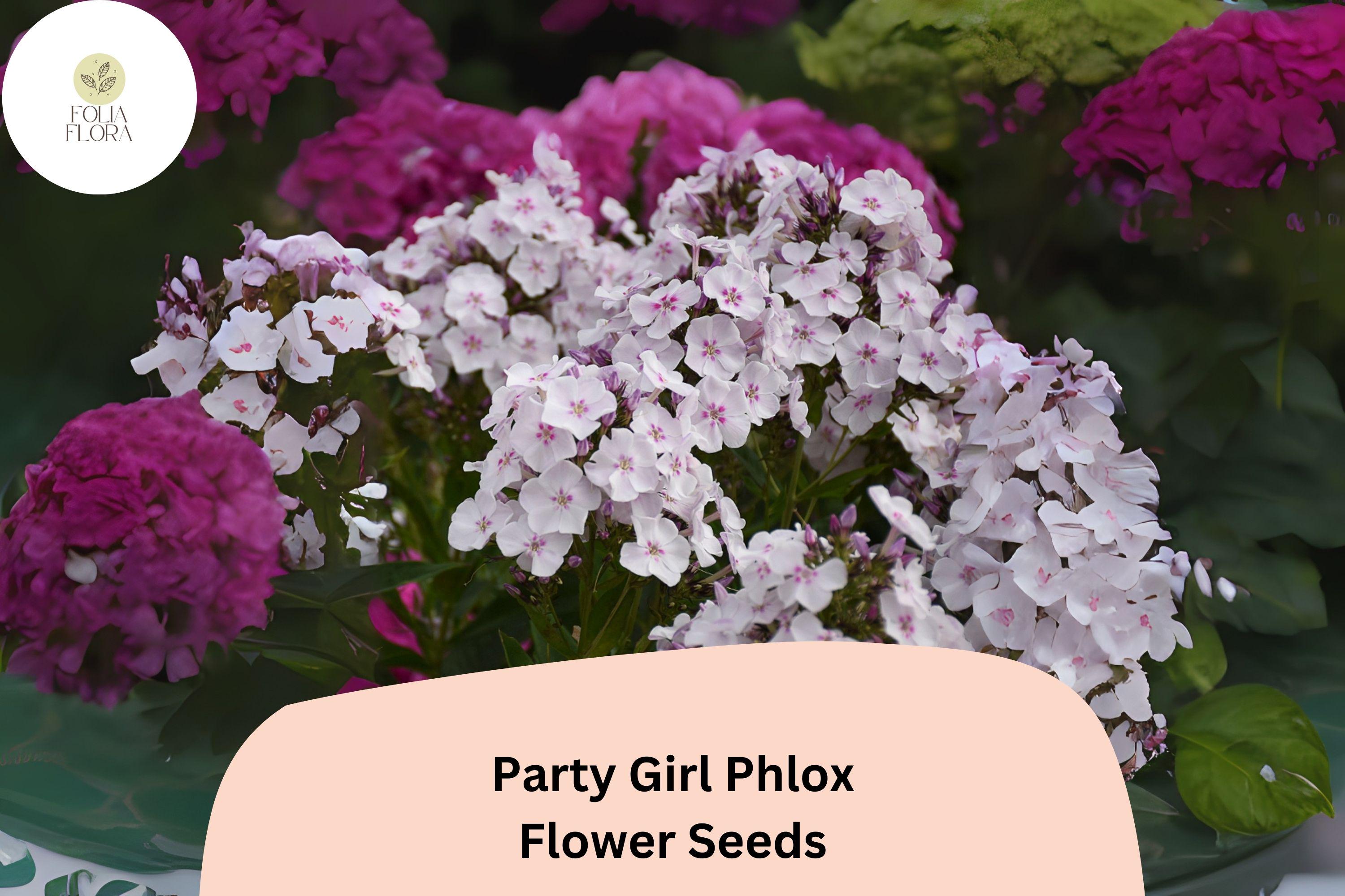 Party Girl Phlox Seeds â€“ Colorful Star-Patterned Annual Flower