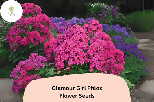 Glamour Girl Phlox Seeds â€“ Coral-Pink Perennial Flower
