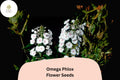 Omega Phlox Seeds â€“ Tall Perennial Flower, Pollinator Garden