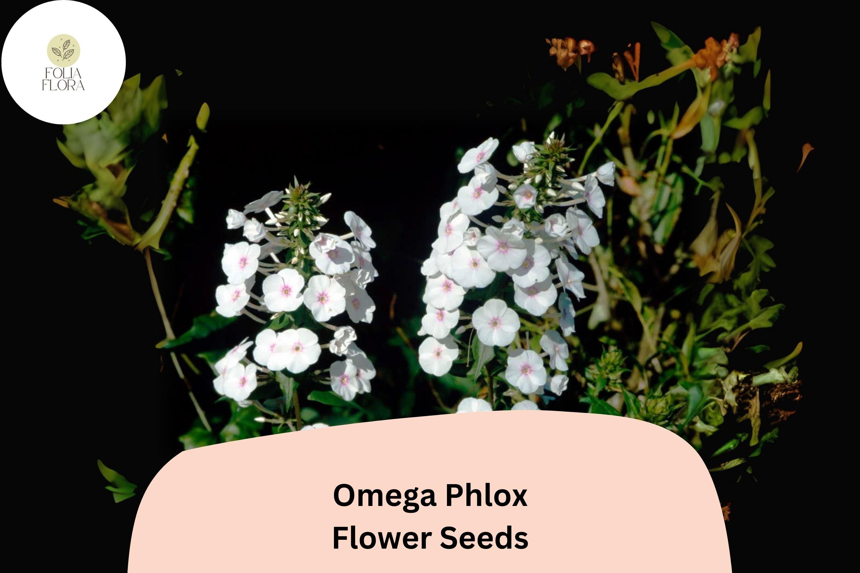 Omega Phlox Seeds â€“ Tall Perennial Flower, Pollinator Garden