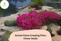 Scarlet Flame Creeping Phlox Seeds - Groundcover Perennial Flower