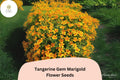Tangerine Gem Marigold Seeds | Citrus-Scented Orange Blooms
