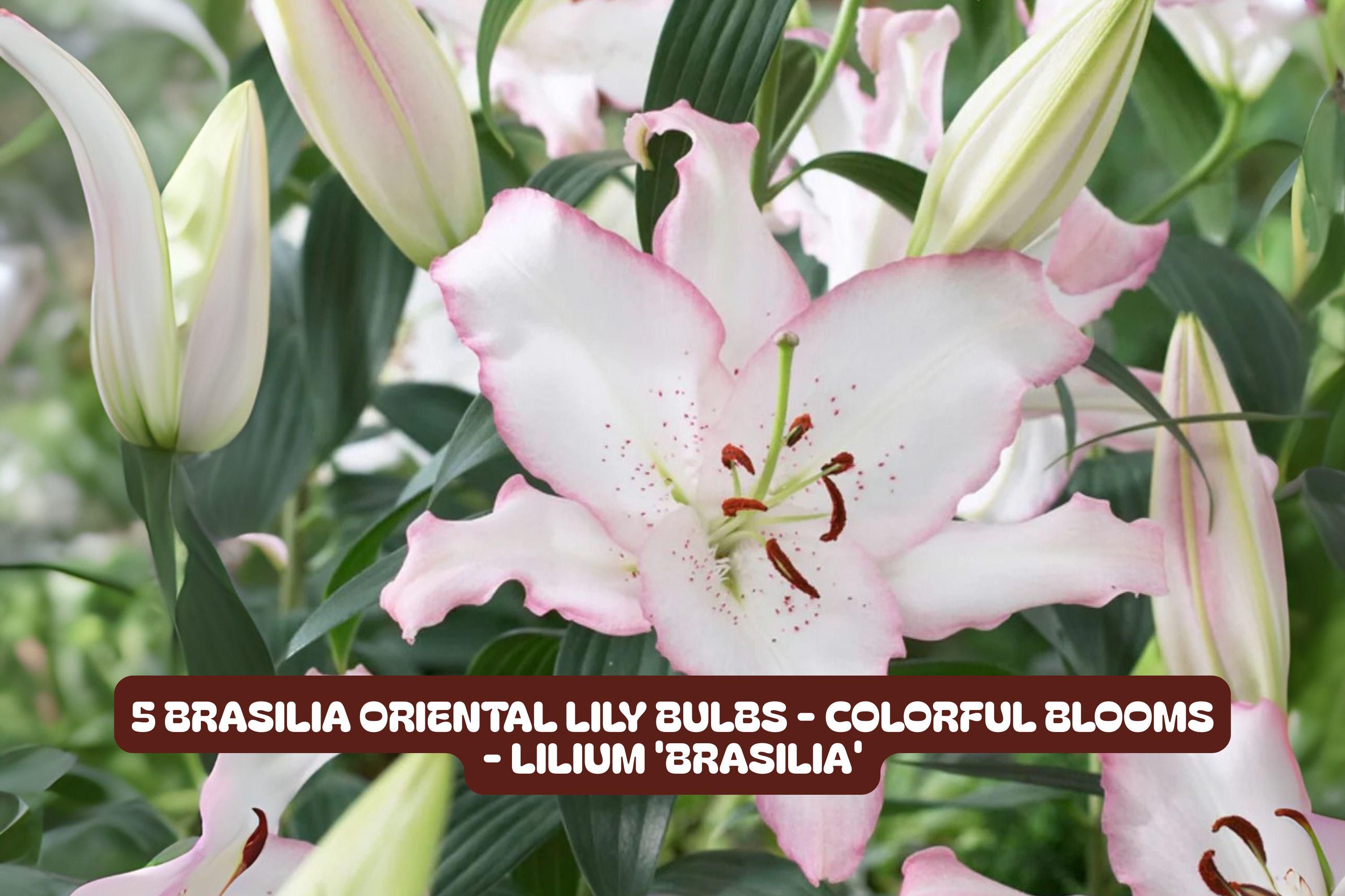 Brasilia Oriental Lily Bulbs - Fragrant, Vibrant Blooms, Lilium orientalis 'Brasilia' - Garden Flower, Cut Flower, Container Plant
