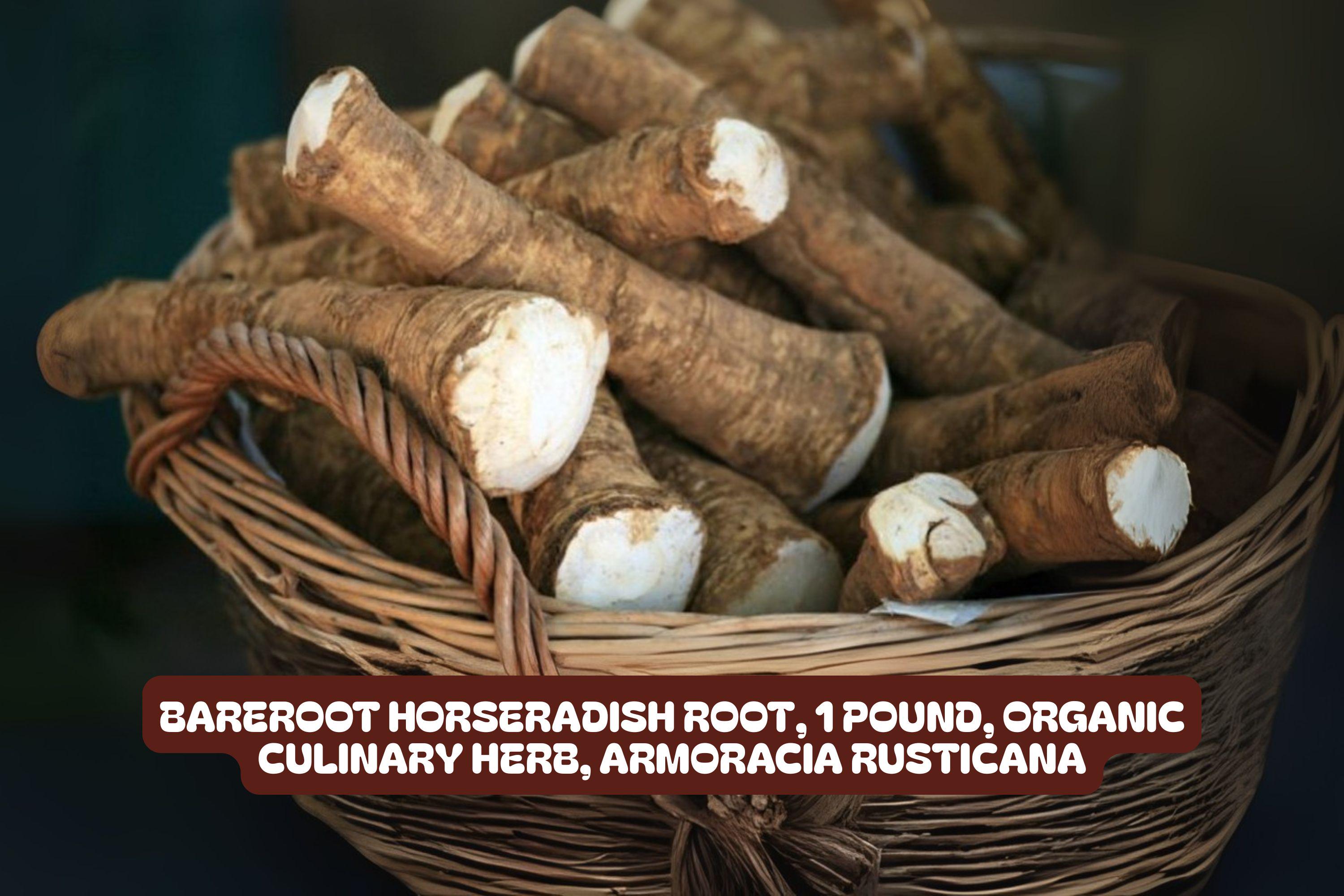 Bareroot Horseradish Root 1 Pound Organic Culinary Herb Armoracia rusticana