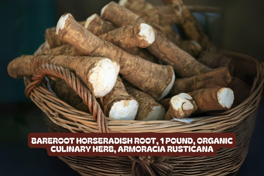 Bareroot Horseradish Root 1 Pound Organic Culinary Herb Armoracia rusticana