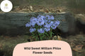 Wild Sweet William Phlox Seeds â€“ Pink Lavender Perennial Flower