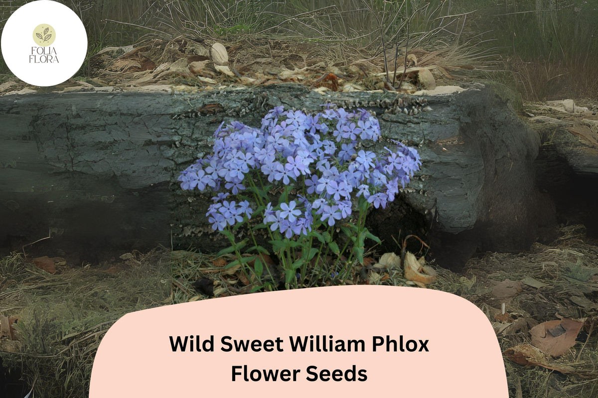 Wild Sweet William Phlox Seeds â€“ Pink Lavender Perennial Flower