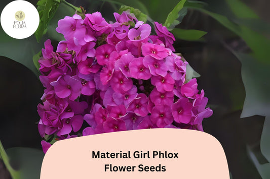 100+ Material Girl Phlox Seeds â€“ Vibrant Perennial Garden Flower