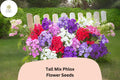 100+ Tall Mix Phlox Seeds â€“ Perennial Garden Flowers, Phlox paniculata Blend