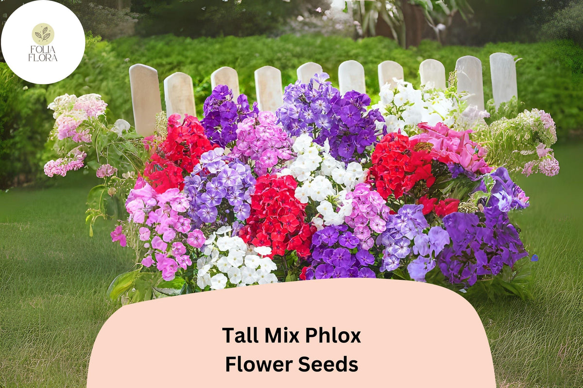 100+ Tall Mix Phlox Seeds â€“ Perennial Garden Flowers, Phlox paniculata Blend