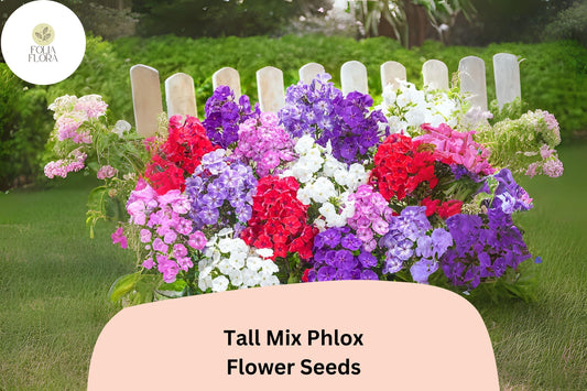 100+ Tall Mix Phlox Seeds â€“ Perennial Garden Flowers, Phlox paniculata Blend