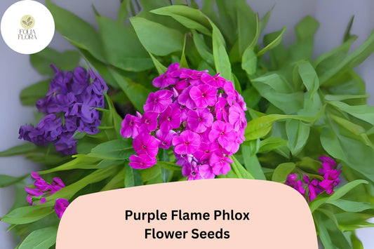 100+ Purple Flame Phlox Seeds â€“ Compact Perennial Garden Flowers, Phlox paniculata