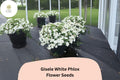 100+ Gisele White Phlox Seeds â€“ Annual Garden Flowers, Phlox drummondii