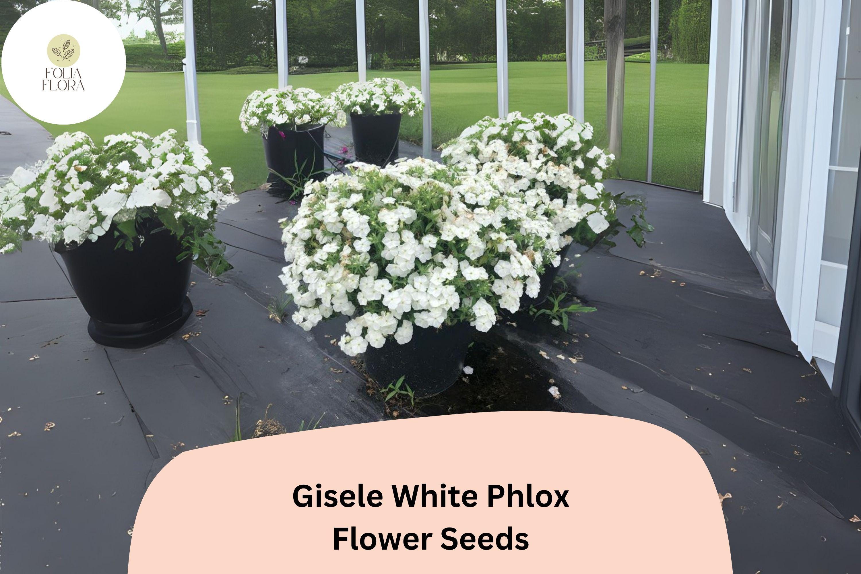 100+ Gisele White Phlox Seeds â€“ Annual Garden Flowers, Phlox drummondii