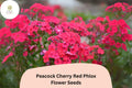 Cherry Red Phlox Seeds â€“ Peacock Variety, Garden Perennial (100+ Seeds)