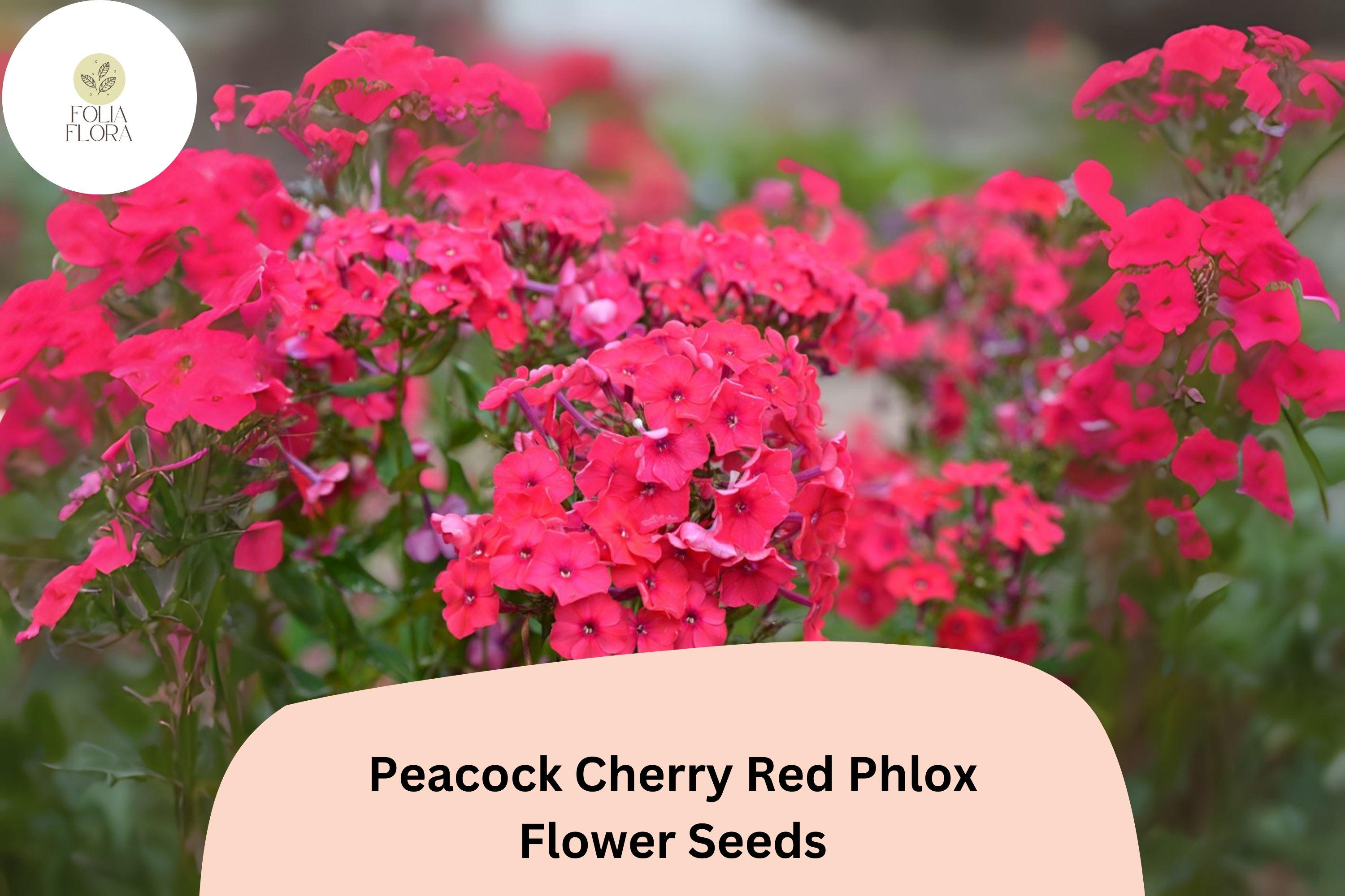 Cherry Red Phlox Seeds â€“ Peacock Variety, Garden Perennial (100+ Seeds)