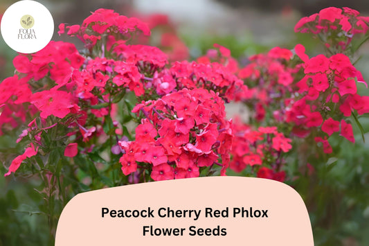 Cherry Red Phlox Seeds â€“ Peacock Variety, Garden Perennial (100+ Seeds)