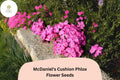 100+ McDaniel's Cushion Phlox Seeds â€“ Creeping Groundcover Flowers, Phlox subulata