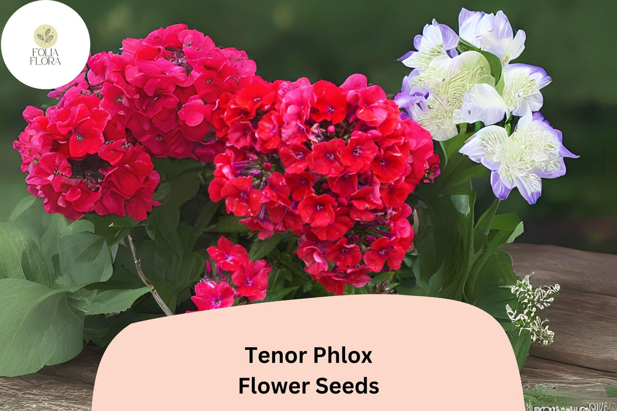 100+ Tenor Phlox Seeds â€“ Bright Red Summer Garden Flowers, Phlox paniculata