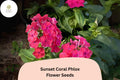 Sunset Coral Phlox Seeds – Vibrant Coral-Pink Flower Clusters for Summer Gardens – Phlox paniculata, Perennial, Butterfly & Hummingbird Attracting