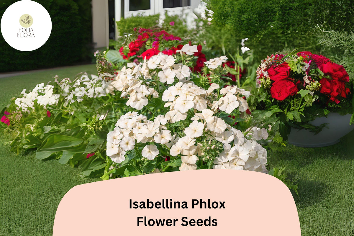 100+ Isabellina Phlox Seeds â€“ Creamy Yellow Garden Flowers, Phlox drummondii