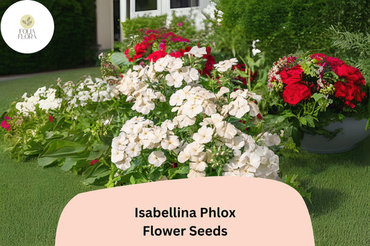 100+ Isabellina Phlox Seeds â€“ Creamy Yellow Garden Flowers, Phlox drummondii