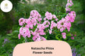 100+ Natascha Phlox Seeds â€“ Striped Pink & White Garden Flowers, Phlox paniculata