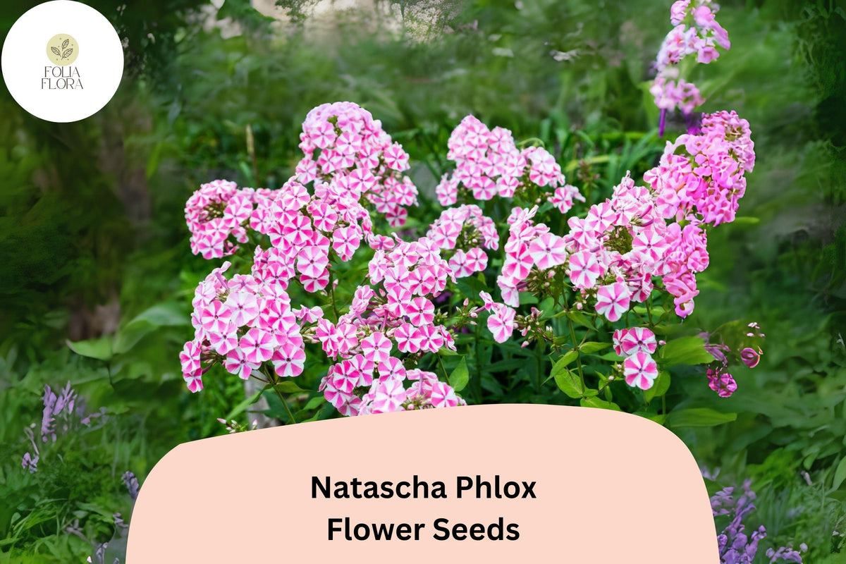 100+ Natascha Phlox Seeds â€“ Striped Pink & White Garden Flowers, Phlox paniculata