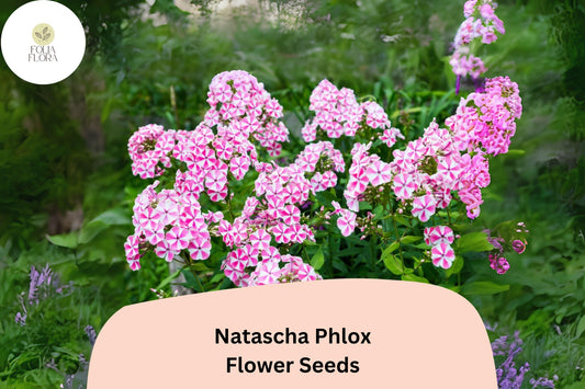 100+ Natascha Phlox Seeds â€“ Striped Pink & White Garden Flowers, Phlox paniculata