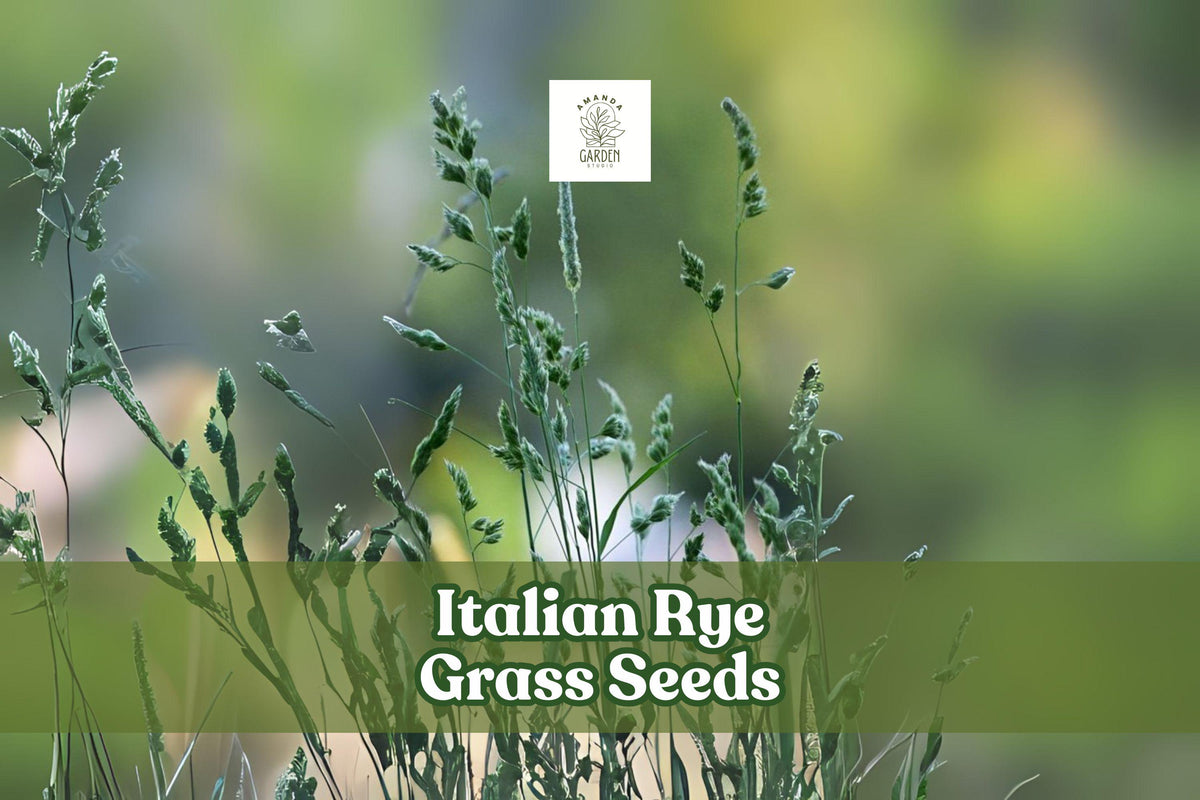 500 Italian Rye Grass Seeds – Lolium multiflorum – Fast Growing Cover Crop & Erosion Control Grass