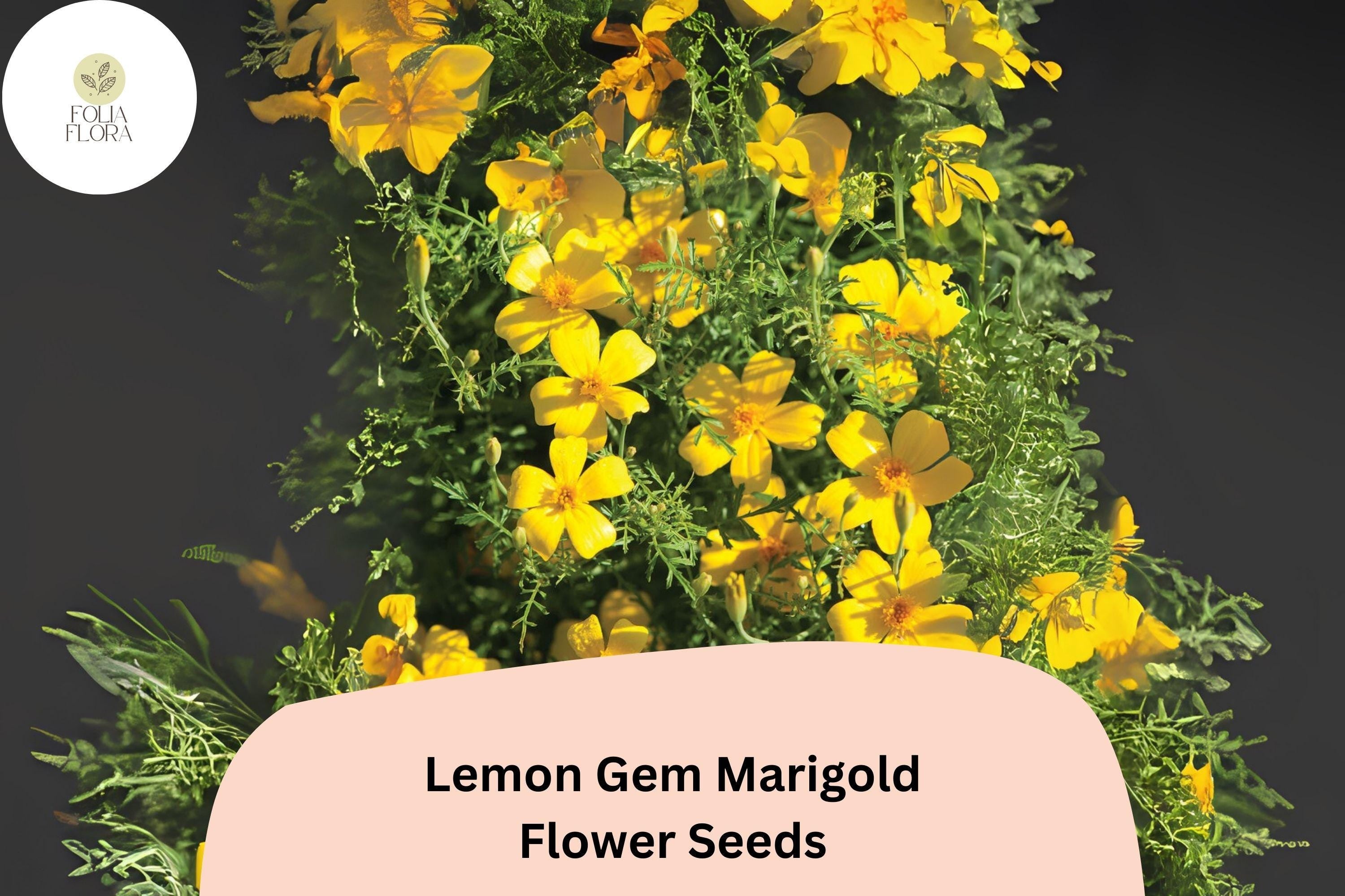 Lemon Gem Marigold Seeds | Citrus-Scented Yellow Flowers