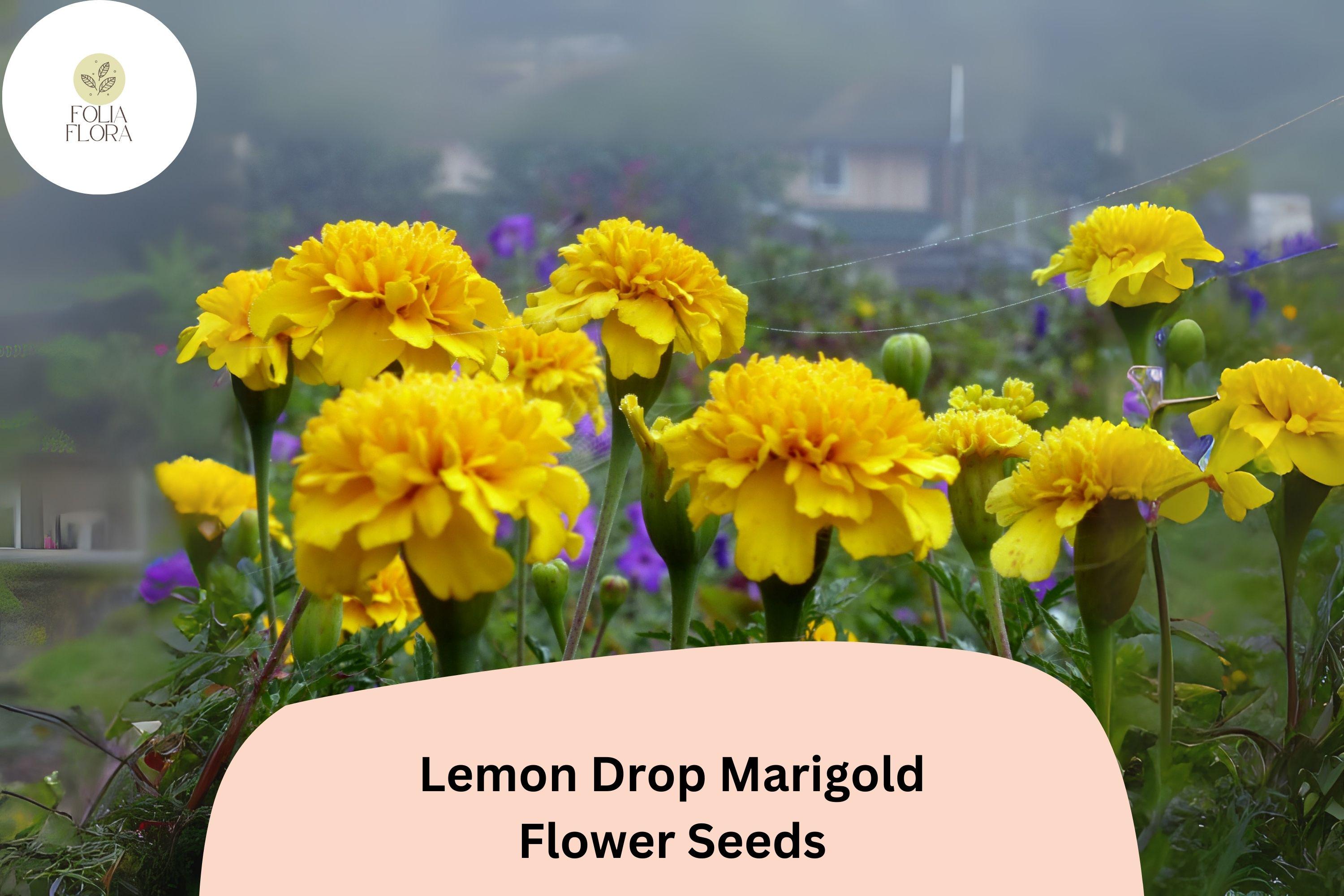 Lemon Drop Marigold Seeds | Tagetes Patula, Compact Yellow Blooms