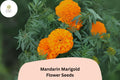 Mandarin Marigold Seeds | Bright Orange French Marigold