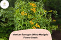 Mexican Tarragon Seeds | Aromatic Herb, Golden Yellow Flowers