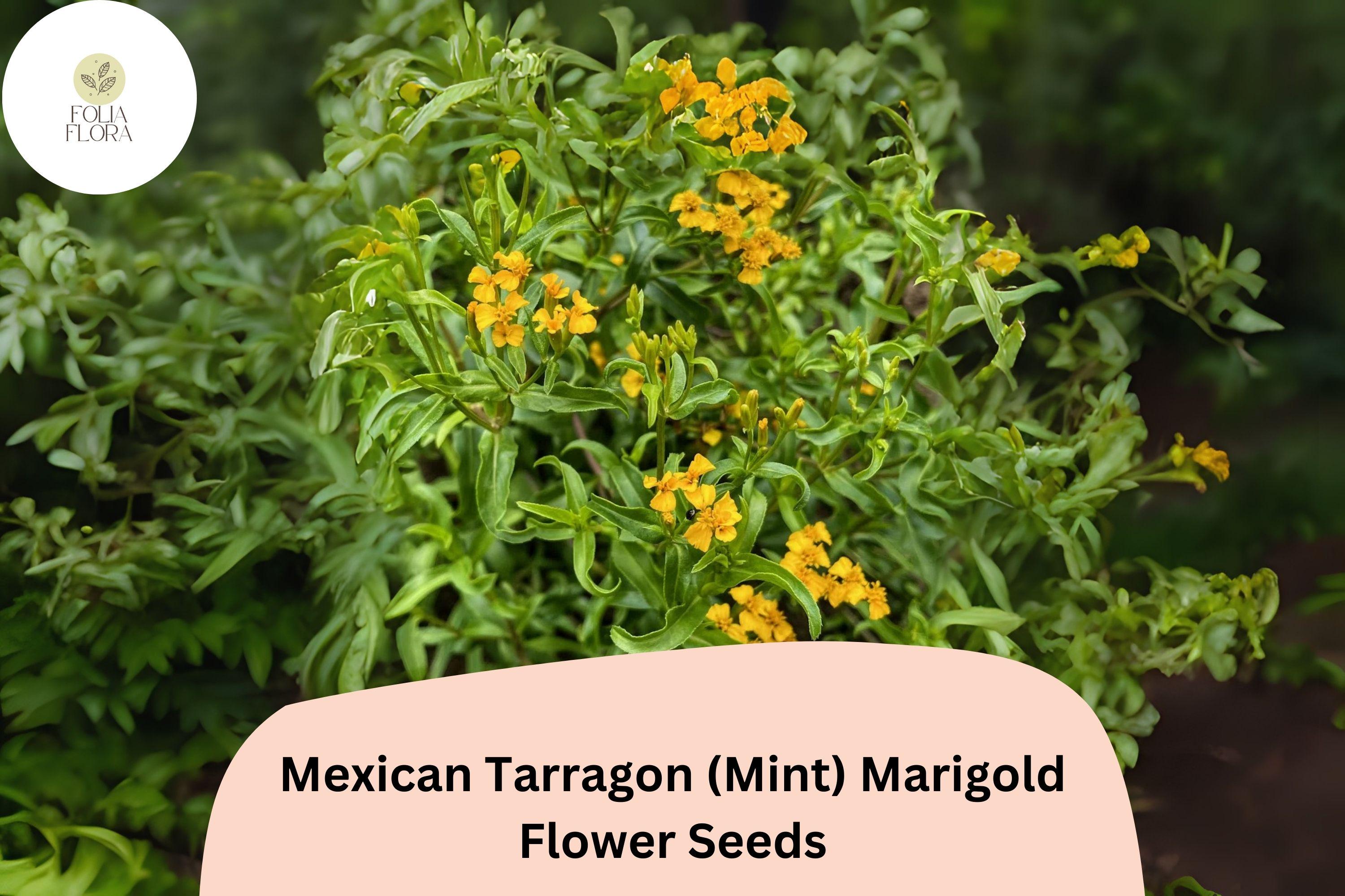 Mexican Tarragon Seeds | Aromatic Herb, Golden Yellow Flowers