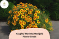 Naughty Marietta Marigold Seeds | Bicolor French Marigold