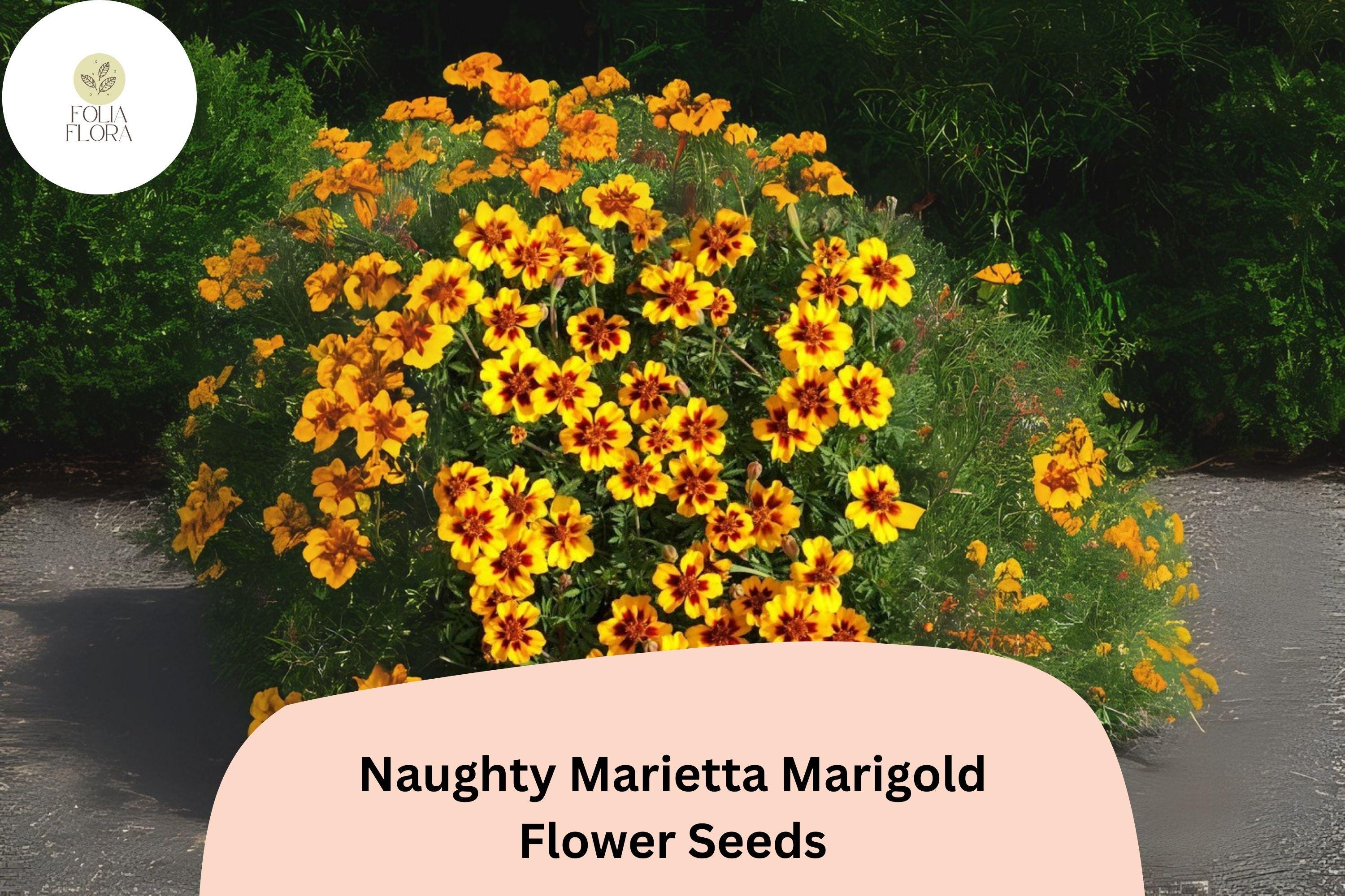 Naughty Marietta Marigold Seeds | Bicolor French Marigold