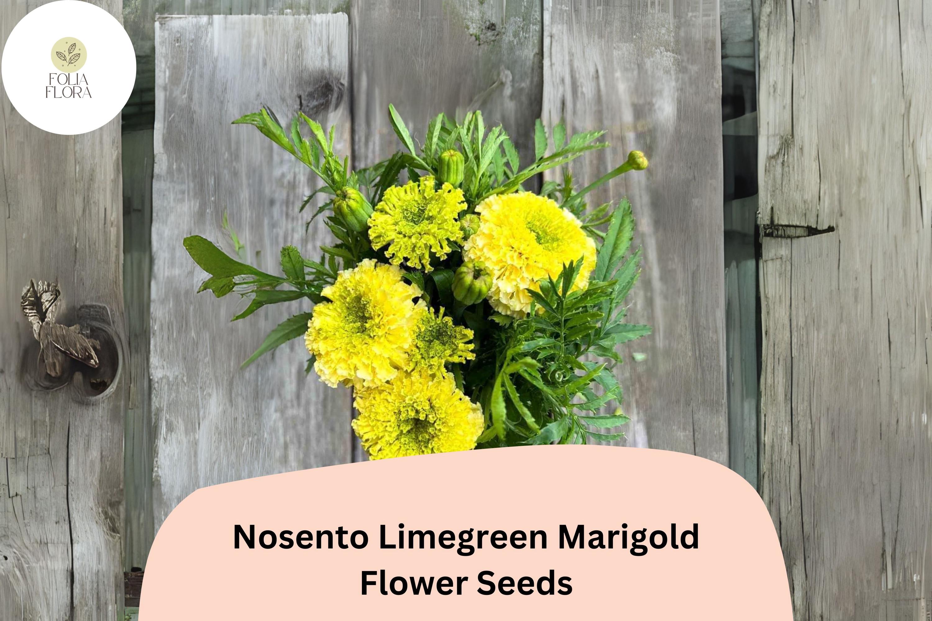 Nosento Limegreen Marigold Seeds | Rare Tagetes erecta