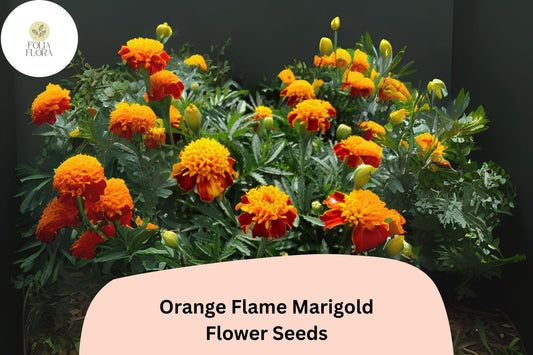 Orange Flame Marigold Seeds | Tagetes Patula, Bicolor French Marigold