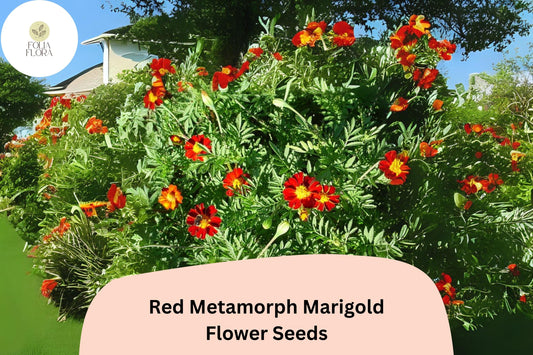 Red Metamorph Marigold Seeds | Tagetes Patula Bicolor Flowers