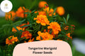 25+ Tangerine Marigold Seeds | Tagetes patula | Bright Orange Blooms | Easy Annual Garden Planting | Pollinator-Friendly