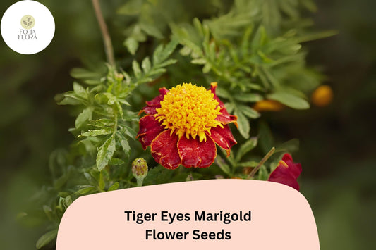 Tiger Eyes Marigold Seeds | Red-Yellow French Marigold