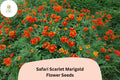Safari Scarlet Marigold Seeds | Tagetes Patula, Bold Red Blooms