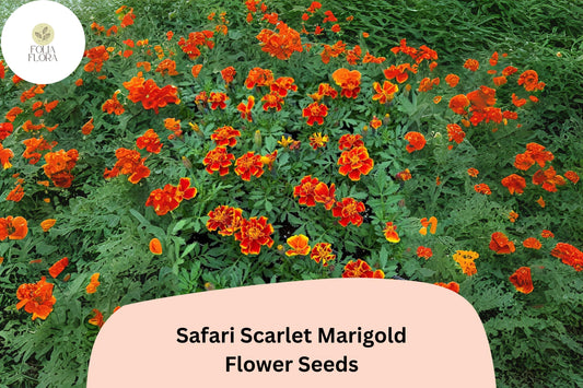 Safari Scarlet Marigold Seeds | Tagetes Patula, Bold Red Blooms