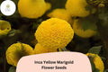 Inca Yellow Marigold Seeds | Tagetes erecta, Easy to Grow