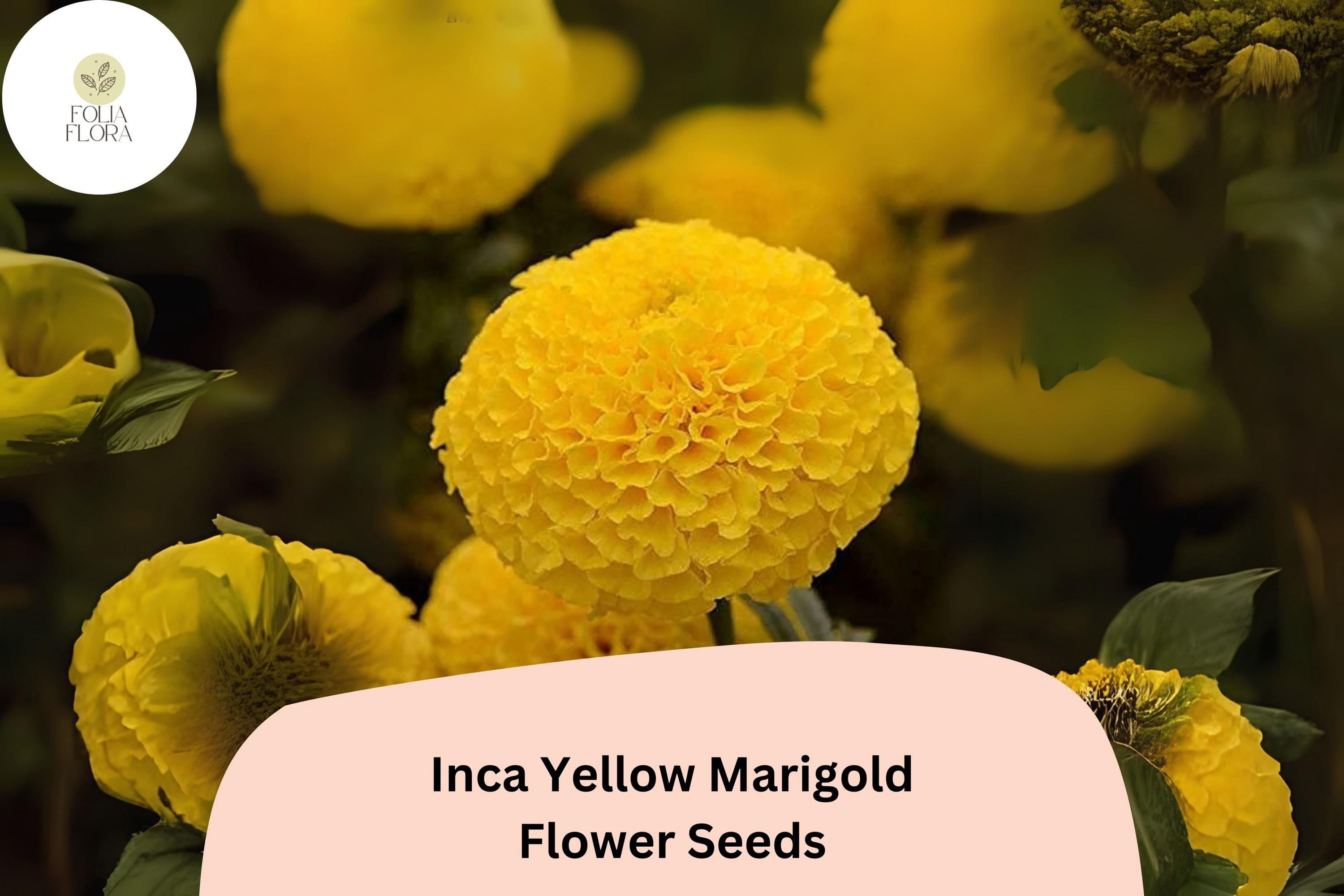 Inca Yellow Marigold Seeds | Tagetes erecta, Easy to Grow