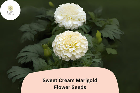 Sweet Cream Marigold Seeds | Tagetes Erecta, Creamy White Blooms