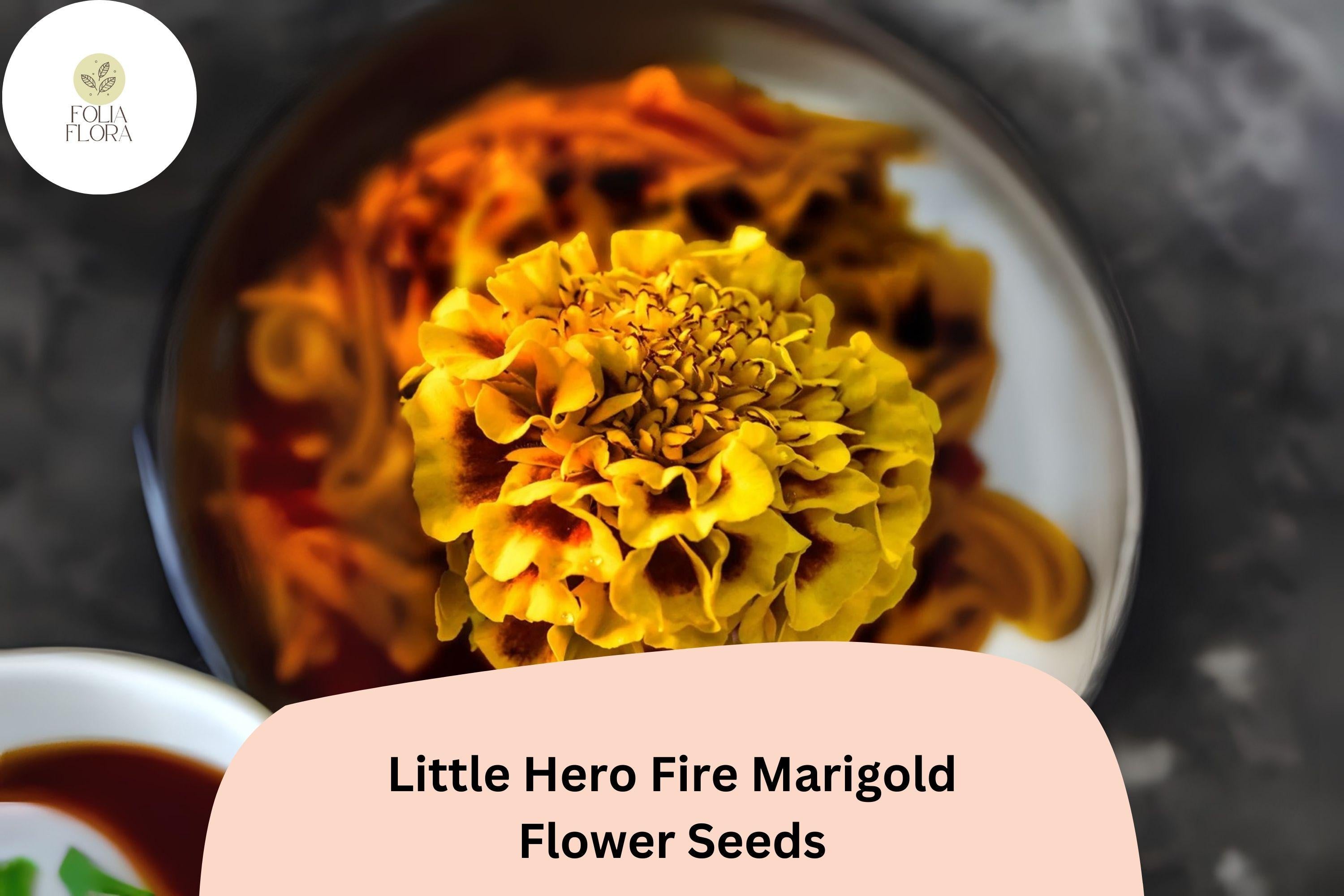 Fire Marigold Seeds | Tagetes Patula, Red-Orange Blooms