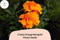 Cresta Orange Marigold Seeds | Tagetes erecta, Cut Flowers